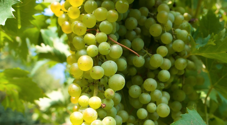 Agosto, mese di invaiatura per la nostra garganega